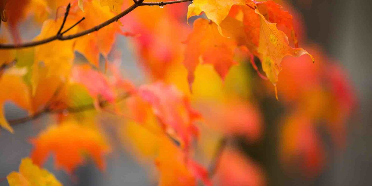 Happy (Canadian) Thanksgiving! 